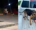 Inicia PVEM proceso legal tras maltrato de "Canelita" en Jalpa de Méndez