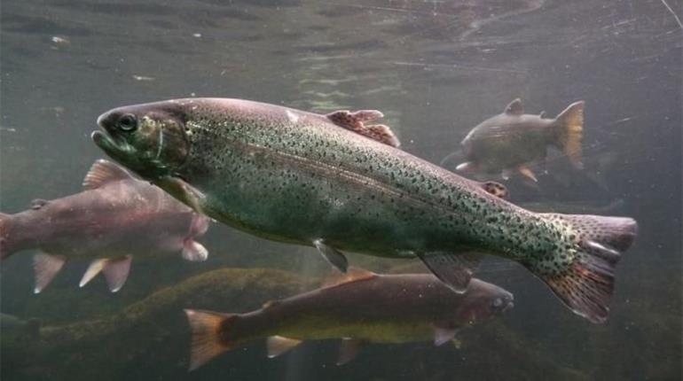 Detectan malformaciones en peces por medicamentos vertidos en aguas: Investigadora