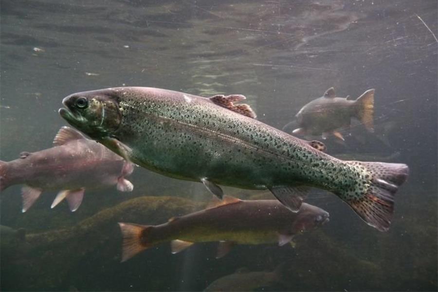 Detectan malformaciones en peces por medicamentos vertidos en aguas: Investigadora Detectan malformaciones en peces por medicamentos vertidos en aguas: Investigadora