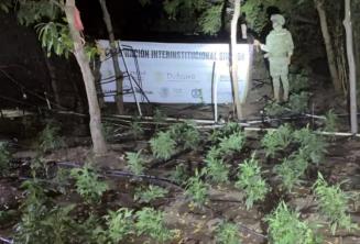 Destruyen Fuerzas Federales cerca de dos toneladas de mariguana en Sinaloa