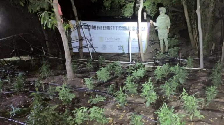Incineran fuerzas federales casi dos toneladas de marihuana en Sinaloa