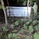 Decomisan 80 kilos de marihuana en operativo de Semana Santa en Jalisco