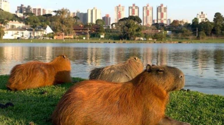 Piden zona de conservación para capibaras debido a alta presencia en Argentina