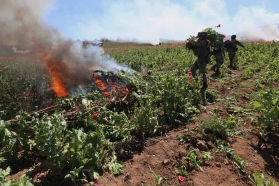 Destruye Defensa 180 plantíos de amapola y marihuana en 4 estados Destruye Defensa 180 plantíos de amapola y marihuana en 4 estados