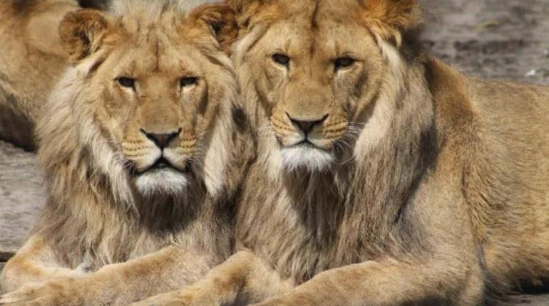Muere adolescente por ataque de león en Kenia