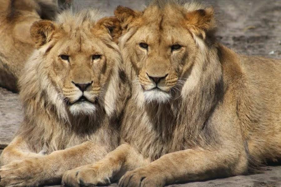 Muere adolescente por ataque de león en Kenia Muere adolescente por ataque de león en Kenia