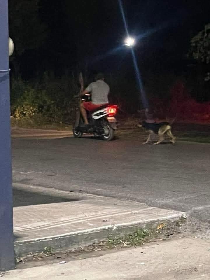19 carpetas de investigación abiertas por maltrato animal, reporta PVEM Tabasco 19 carpetas de investigación abiertas por maltrato animal, reporta PVEM Tabasco