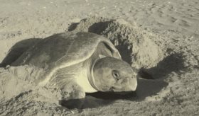 Más de 45 mil huevos de tortuga Lora han sido resguardados en Tamaulipas en lo que va del año