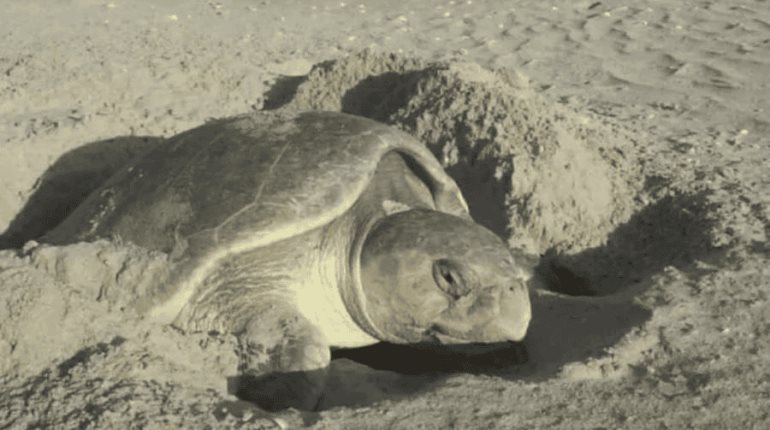 Más de 45 mil huevos de tortuga Lora han sido resguardados en Tamaulipas en lo que va del año