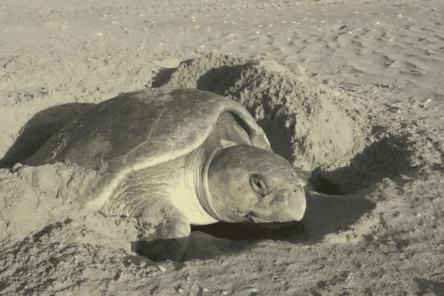Más de 45 mil huevos de tortuga Lora han sido resguardados en Tamaulipas en lo que va del año Más de 45 mil huevos de tortuga Lora han sido resguardados en Tamaulipas en lo que va del año