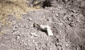 Localiza colectivo osamentas de al menos 7 personas en fosa clandestina en Sinaloa