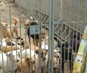 Envenenan a perros y gatos en fraccionamiento Lomas del Encanto