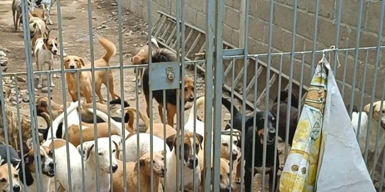 Envenenan a perros y gatos en fraccionamiento Lomas del Encanto