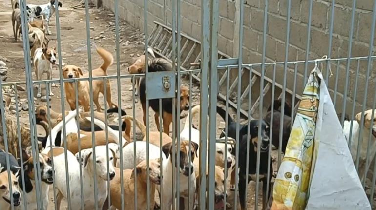 Envenenan a perros y gatos en fraccionamiento Lomas del Encanto