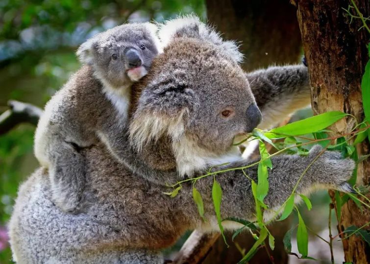 700 koalas han sido sacrificados en Autralia en tres años por plantaciones de eucalipto