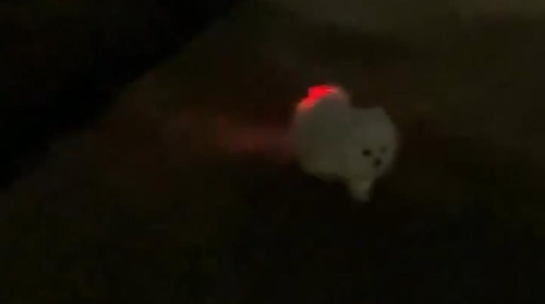 Perrito "iluminado" se vuelve viral por presuntamente tragar luz led
