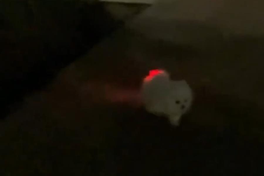Perrito "iluminado" se vuelve viral por presuntamente tragar luz led Perrito "iluminado" se vuelve viral por presuntamente tragar luz led