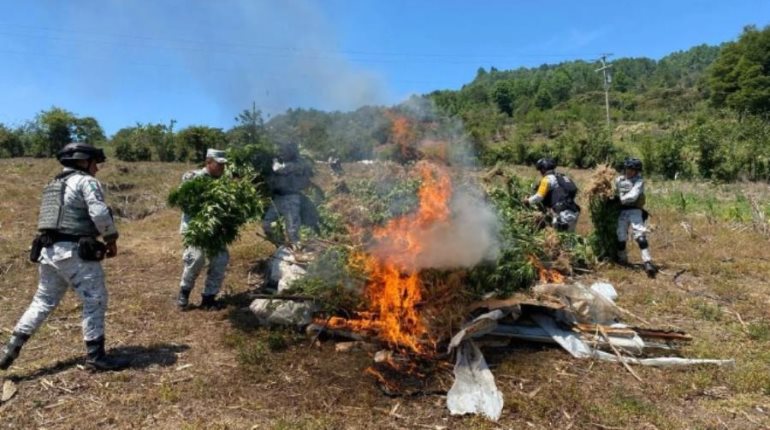Destruyen en Chiapas más de 20 mil plantas de marihuana tras denuncia anónima