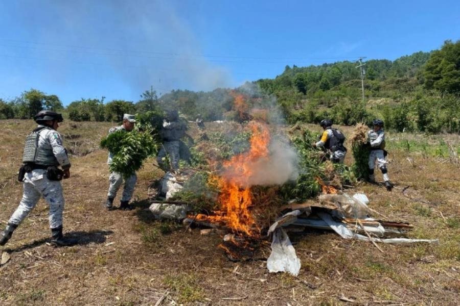 Destruyen en Chiapas más de 20 mil plantas de marihuana tras denuncia anónima Destruyen en Chiapas más de 20 mil plantas de marihuana tras denuncia anónima