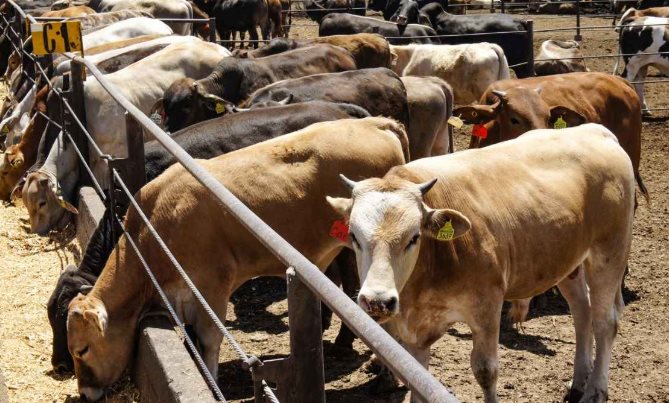 Reprocha fundador de Agropek acciones del gobierno ante limitaciones para exportación del ganado