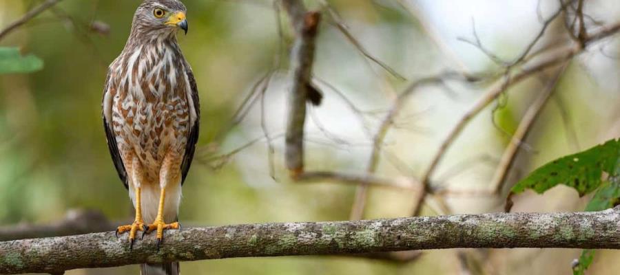 Detectan gusano barrenador en un gavilán en Tabasco Detectan gusano barrenador en un gavilán en Tabasco