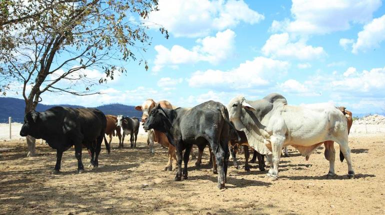 Refuerza México controles de entrada de ganado por gusano barrenador: Sheinbaum