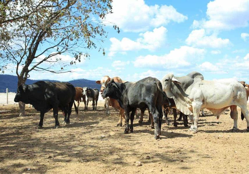 Refuerza México controles de entrada de ganado por gusano barrenador: Sheinbaum