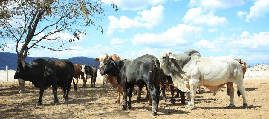 Refuerza México controles de entrada de ganado por gusano barrenador: Sheinbaum