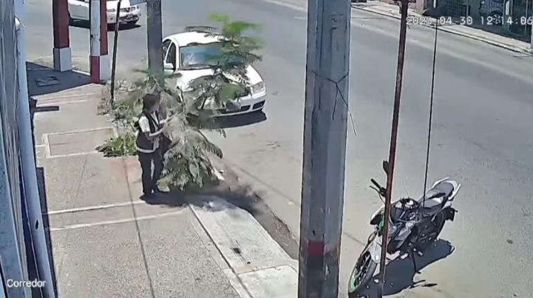 Denuncian a mujer quebrando ramas de árboles en Villahermosa