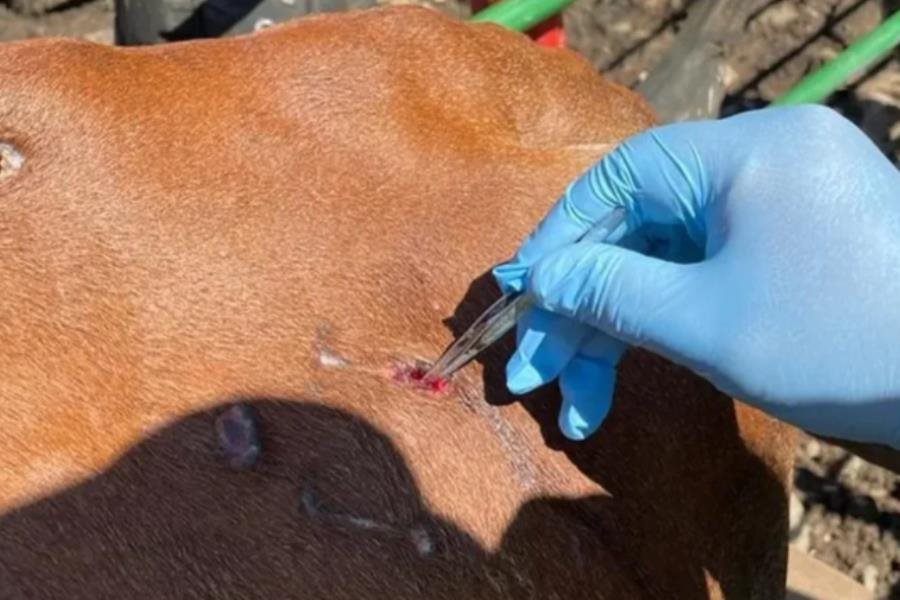 Gusano barrenador fuera de control en Chiapas; autoridades no revelan cifras reales Gusano barrenador fuera de control en Chiapas; autoridades no revelan cifras reales