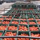 Trump anunciará aranceles para productos farmacéuticos que ingresen a EE. UU.