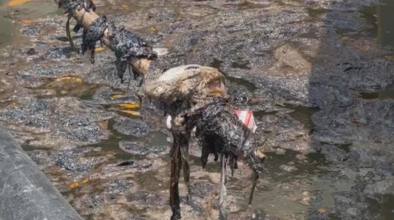 Penetra a laguna de Mecoacán y Río Seco, derrame de hidrocarburo: Pescadores