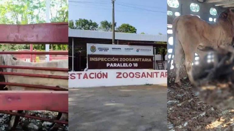Liberan la estación de inspección ganadera Paralelo 18: Sedap