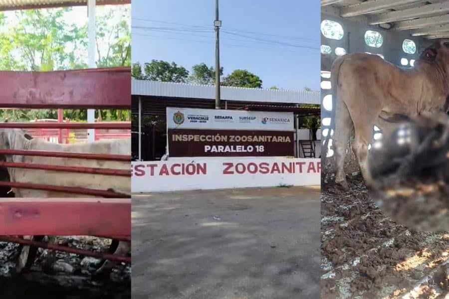 Liberan la estación de inspección ganadera Paralelo 18: Sedap Liberan la estación de inspección ganadera Paralelo 18: Sedap