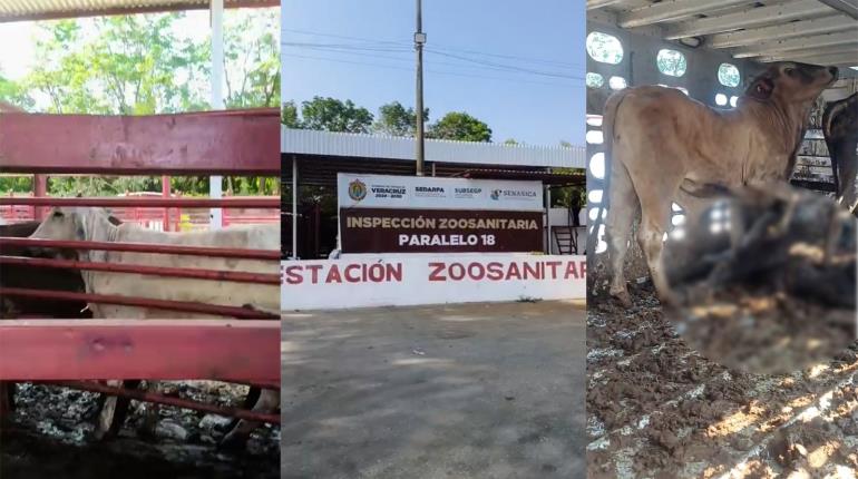 Denuncian ganaderos pérdidas millonarias por retrasos en punto de revisión en Veracruz 