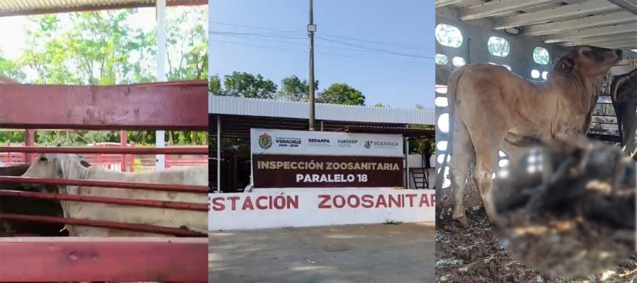 Denuncian ganaderos pérdidas millonarias por retrasos en punto de revisión en Veracruz Denuncian ganaderos pérdidas millonarias por retrasos en punto de revisión en Veracruz