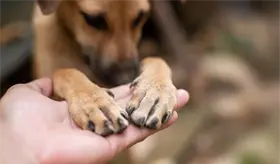 Alista bancada del PVEM protocolo de atenci&oacute;n animal para que sea aplicado por Ayuntamientos