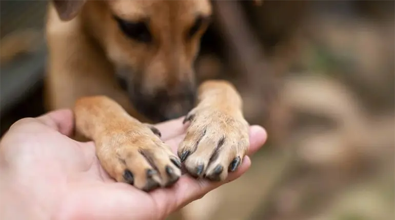 Alista bancada del PVEM protocolo de atenci&oacute;n animal para que sea aplicado por Ayuntamientos