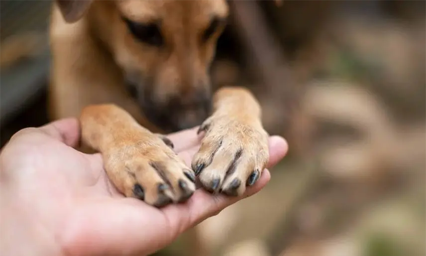 Alista bancada del PVEM protocolo de atención animal para que sea aplicado por Ayuntamientos