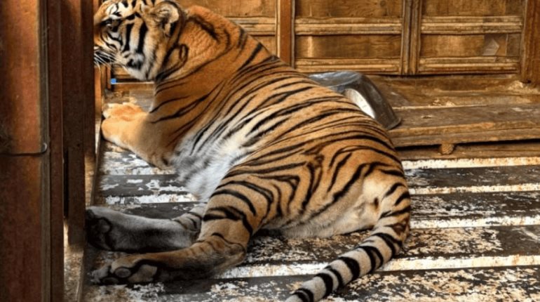 Recupera FGR animales silvestres durante cateo en Tijuana; hay un detenido