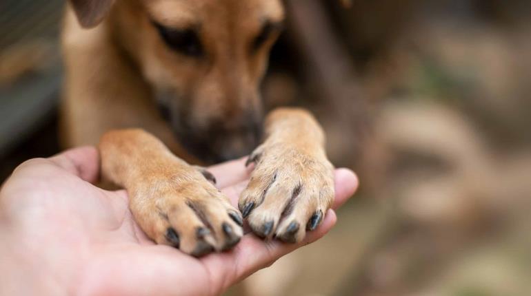 Denuncian muerte de perrito "Capuchino", tras consumir alimento con ácido muriático en Centro