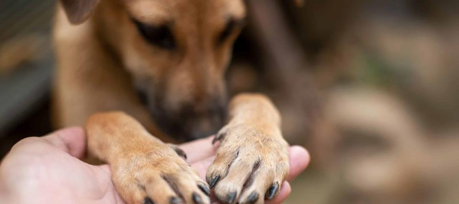 Denuncian muerte de perrito "Capuchino", tras consumir alimento con ácido muriático en Centro Denuncian muerte de perrito "Capuchino", tras consumir alimento con ácido muriático en Centro