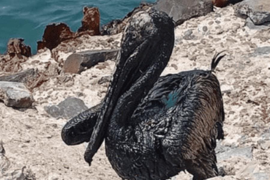 Confirma Pemex derrame de hidrocarburo en Dos Bocas Confirma Pemex derrame de hidrocarburo en Dos Bocas