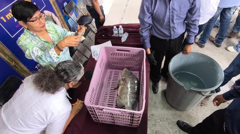 Realizan concurso del Pez Más Grande en la Feria Tabasco