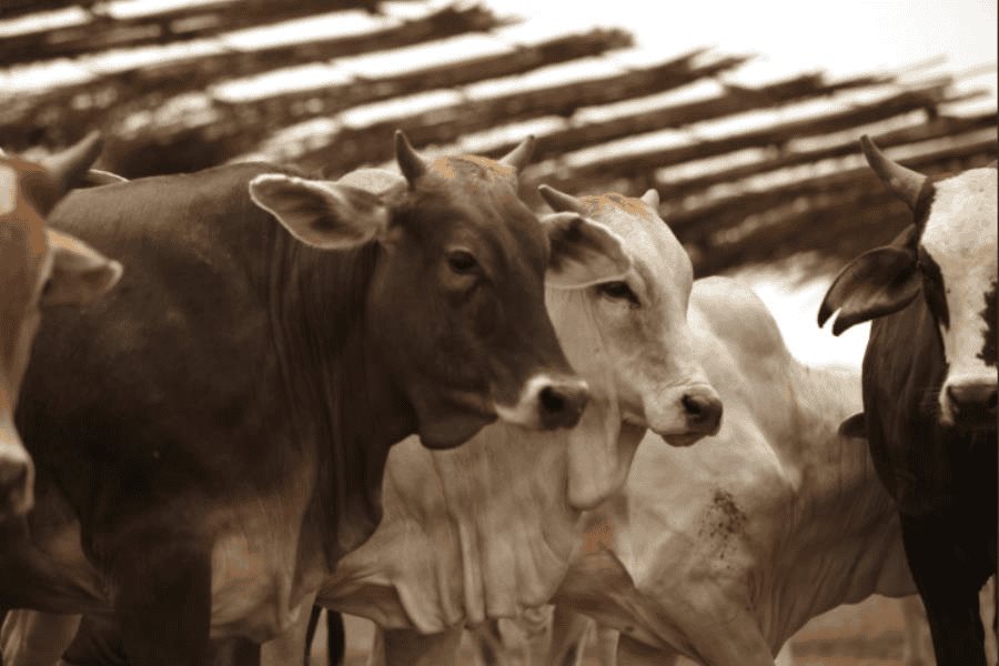 Busca Tabasco entregar 33 mil cr&eacute;ditos ganaderos en 2025 y recuperar estatus sanitario de regi&oacute;n A