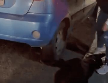 La exhiben por arrastrar a perrita en Mineral de la Reforma, Hidalgo