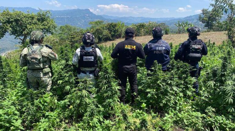 Destruyen plantío de marihuana en Santiago El Pinar, Chiapas