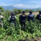 Asestan golpe de 41 mdp a crimen organizado en Sinaloa al desmantelar dos laboratorios clandestinos