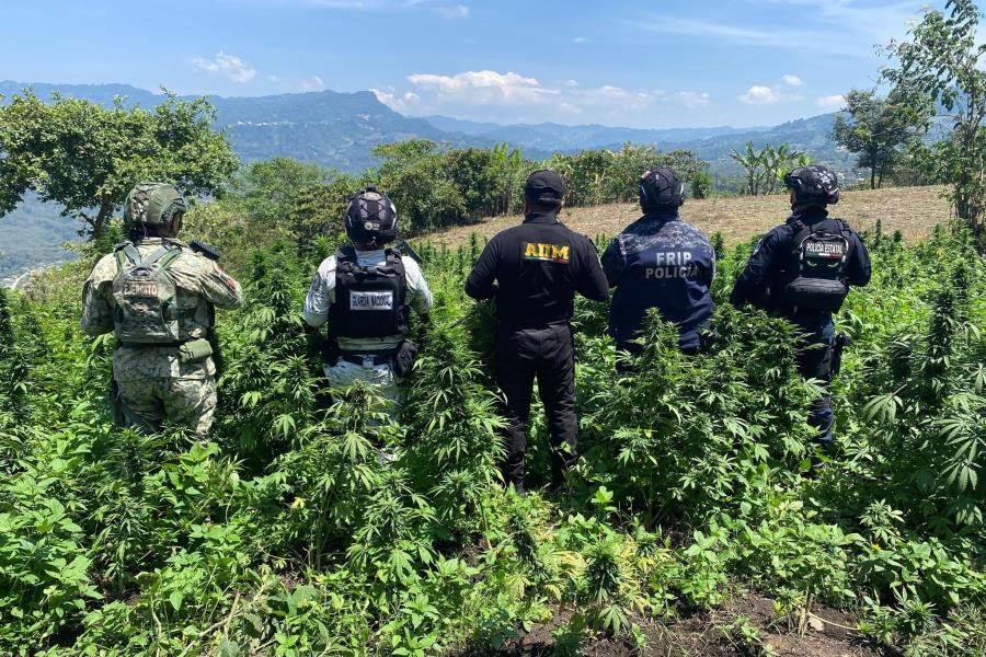 Destruyen plantío de marihuana en Santiago El Pinar, Chiapas Destruyen plantío de marihuana en Santiago El Pinar, Chiapas
