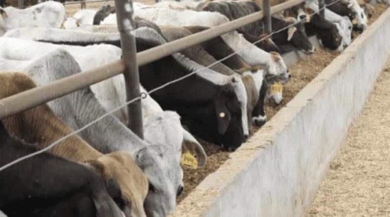 Llama UGR a productores tabasqueños a vacunar a becerros para prevenir el gusano barrenador